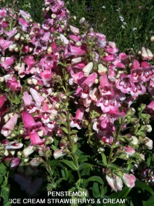 Penstemon 'Ice Cream Strawberries & Cream'